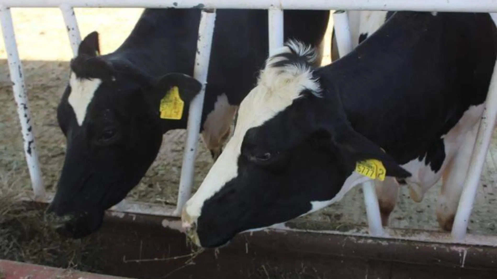 vacas leche producción ganado ganadería